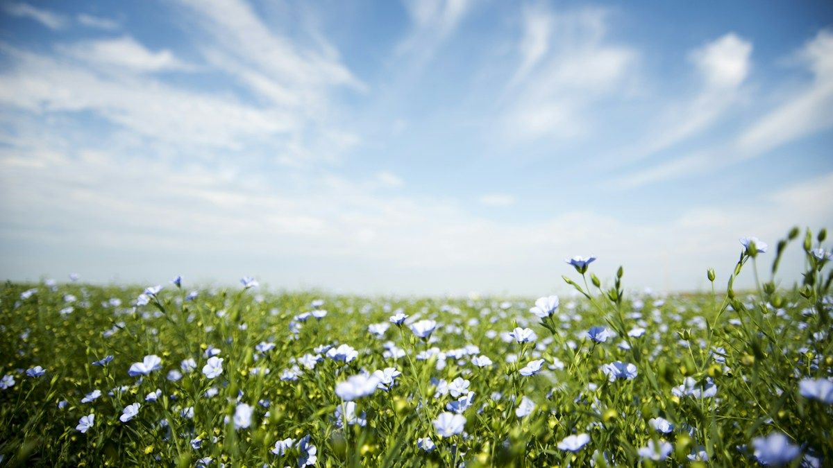 A field of flax in bloom, the plant flaxseeds come from.